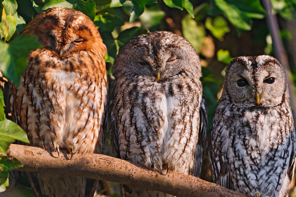 Three owls in a row" by Tambako the Jaguar, on Flickr