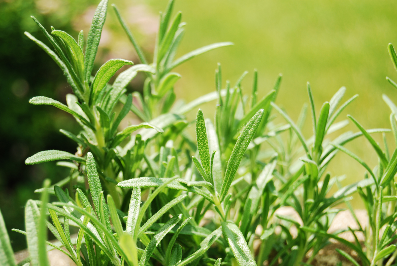 Rosemary from my herb garden by alice_henneman, on Flickr